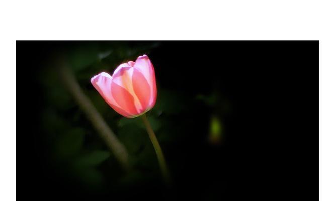 牛仔花卉黑色是什么品种？它在园艺中的应用如何？