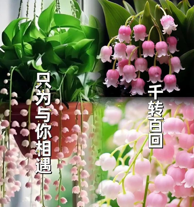 哪些花卉四季开花且香气浓郁？