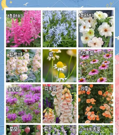 哪些花卉四季开花且香气浓郁？