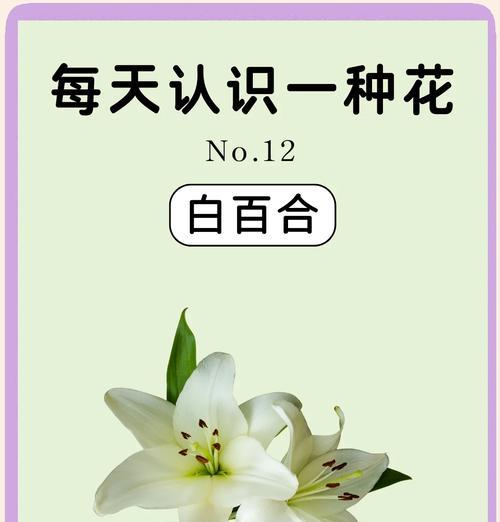 百合花语在作品命名中的应用是什么？