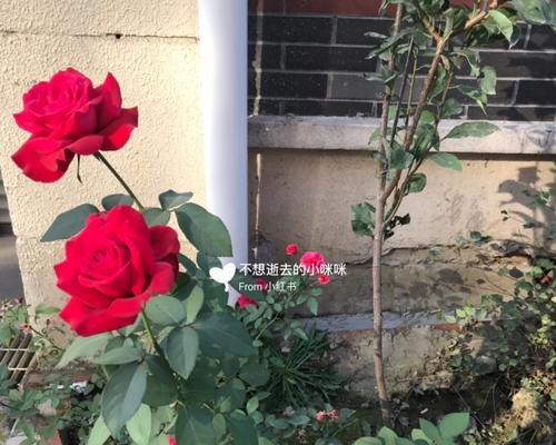 银叶子玫瑰花养护需要注意什么？如何保持其长期开花？