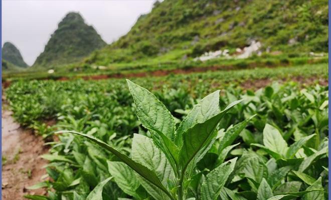 可染颜色的植物有哪些？如何进行染色？