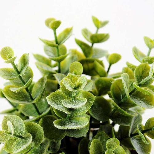哪种植物隔音效果最佳？如何选择？