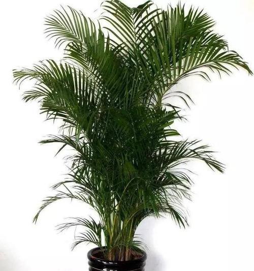 哪种植物隔音效果最佳？如何选择？