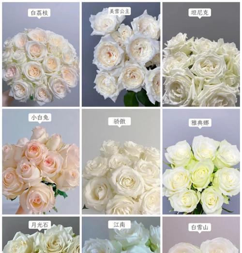 白玫瑰与粉玫瑰花语有何不同？各自的含义是什么？