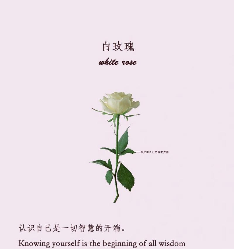 白玫瑰与粉玫瑰花语有何不同？各自的含义是什么？