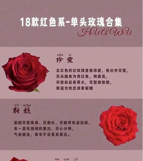 十九朵红玫瑰代表什么意义？