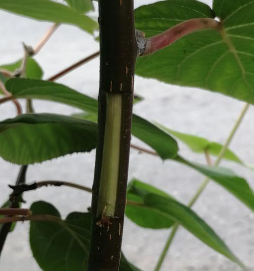 小茶果适合嫁接哪些花卉？嫁接方法是什么？
