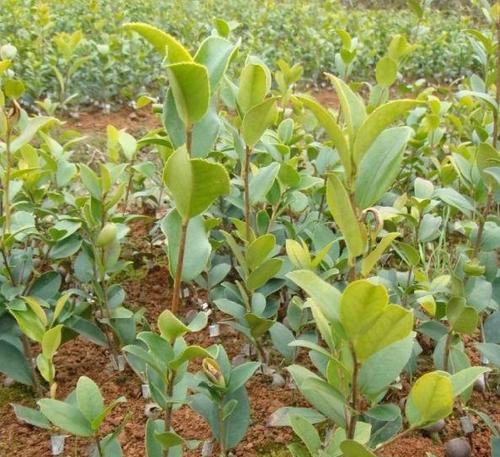 小茶果适合嫁接哪些花卉？嫁接方法是什么？
