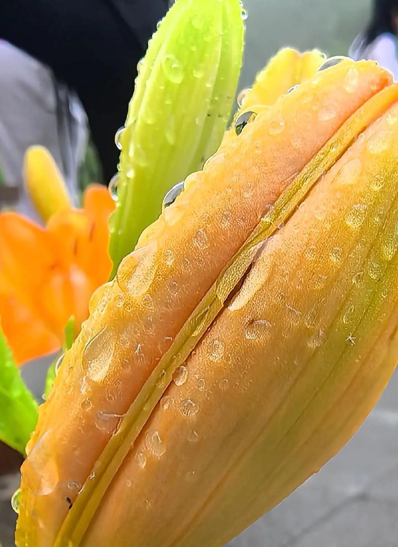 百合花常用语在花语中代表什么？