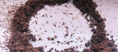 多肉植物出现蚂蚁应如何处理？