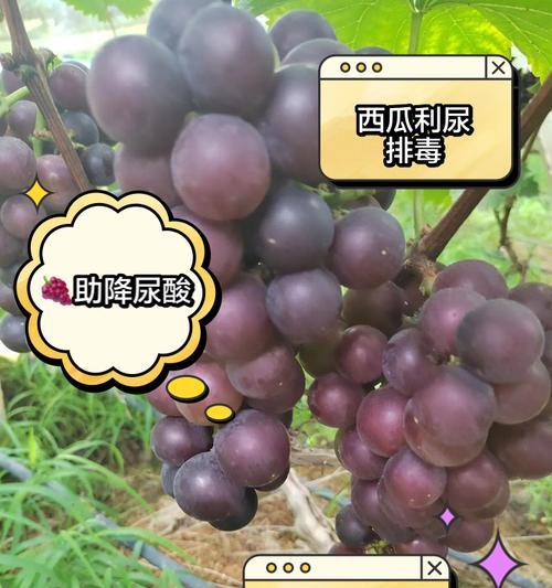 广西有哪些植物有助于降尿酸？