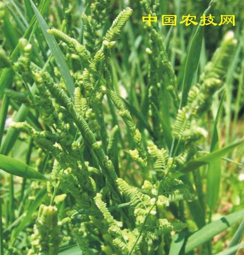 稗草在水稻中的作用是什么？