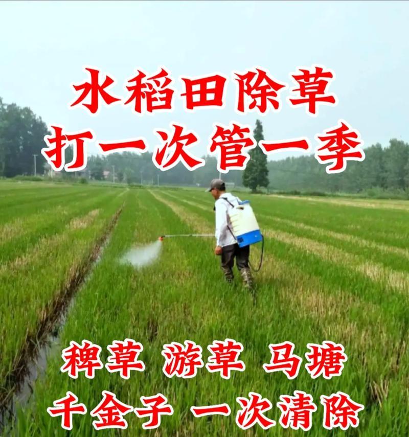 稗草在水稻中的作用是什么？