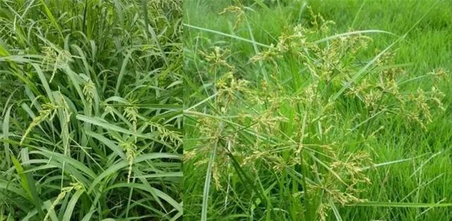 稗草在水稻中的作用是什么？