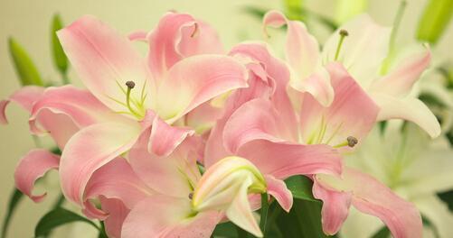 百合花有哪些用途？了解百合花的用途和意义是什么？
