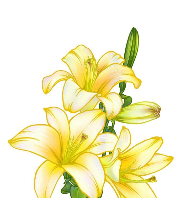 百合花有哪些用途？了解百合花的用途和意义是什么？