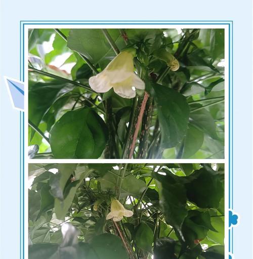 幸福树花语代表什么？