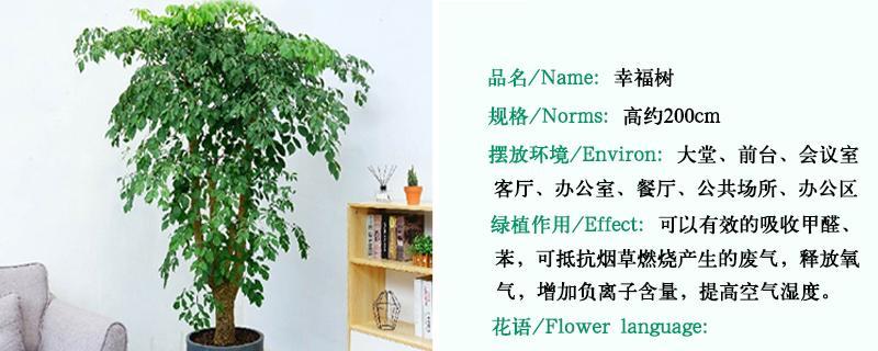 幸福树花语代表什么？
