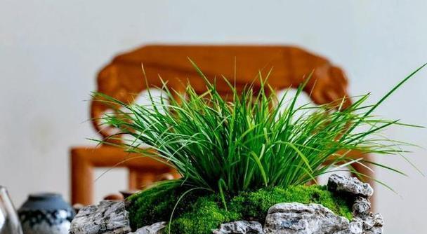 清雅种植植物的方法是什么？有哪些注意事项？