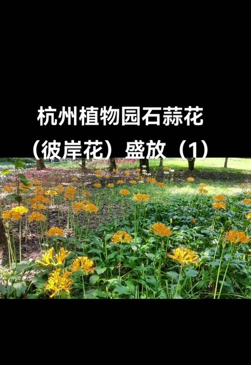 花语水岸代表的学位是什么？