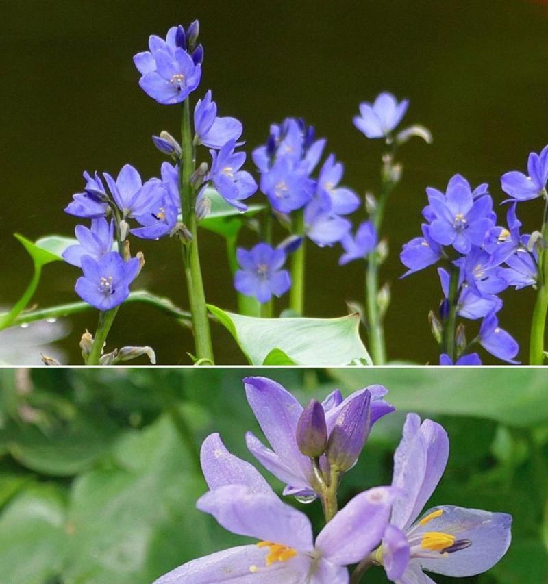 花语水岸代表的学位是什么？