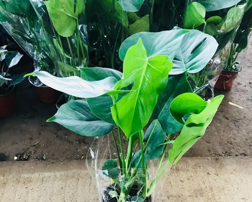 哪些植物适合泡水观赏？它们的养护方法是什么？