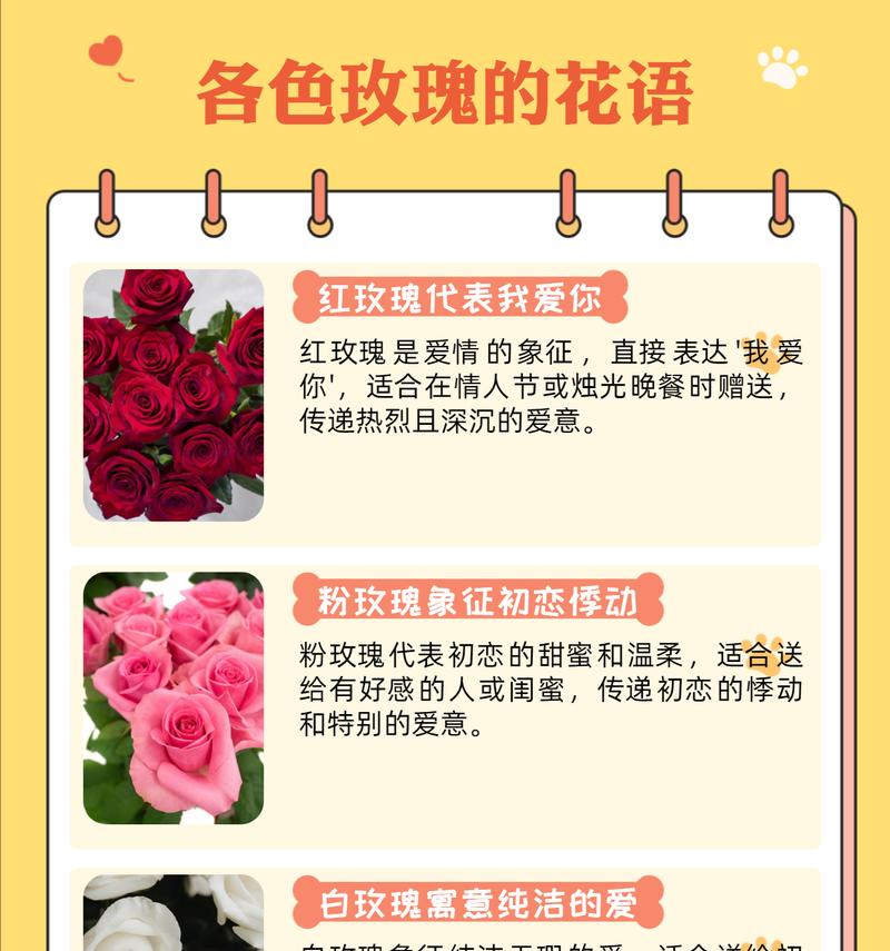 玫瑰花的花语是否仅限于爱情？