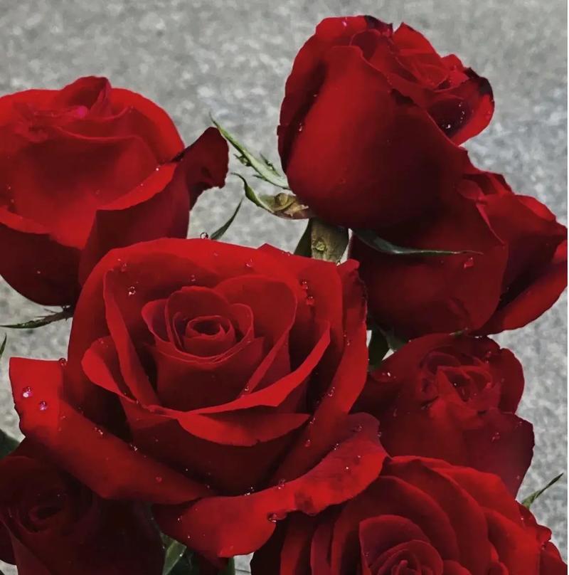 玫瑰花的花语是否仅限于爱情？