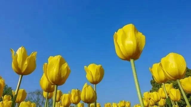 花卉摄影采用哪种摄影方式？拍摄技巧有哪些？