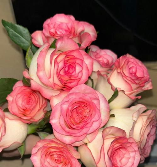 类似艾莎的玫瑰花代表了什么？