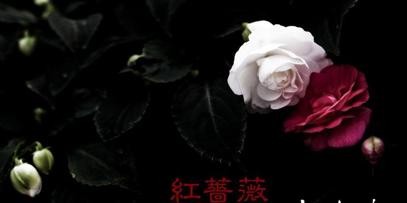 红蔷薇和白玫瑰的寓意是什么？唱这两首歌有何深层含义？