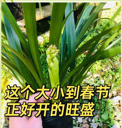 过年期间开花的花卉有哪些？哪些花卉花期长？