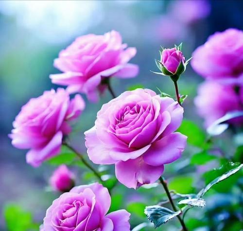 哪种花的花语代表放弃？放弃的花语是什么？