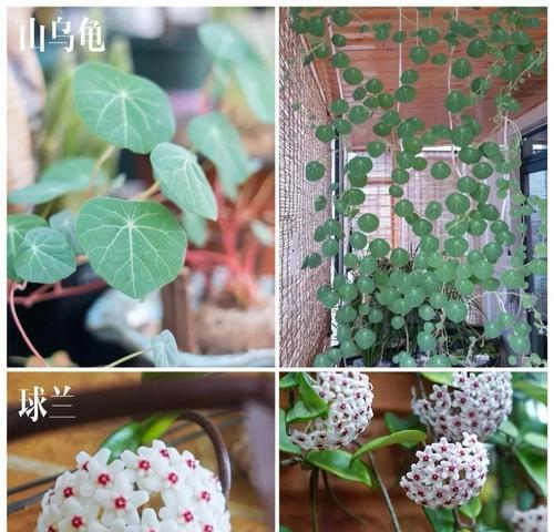 哪些藤本花卉最适合初学者？如何确保它们茁壮成长？