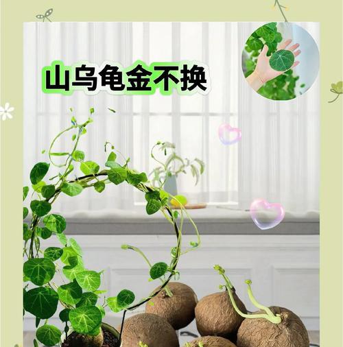 哪些藤本花卉最适合初学者？如何确保它们茁壮成长？