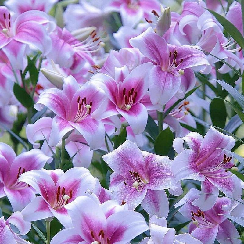 冰与百合花结合的寓意是什么？