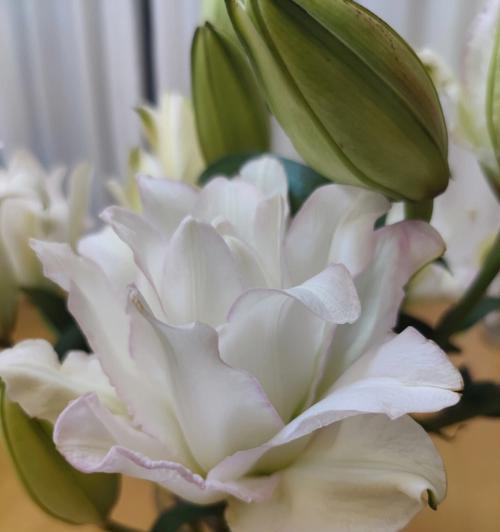 冰与百合花结合的寓意是什么？