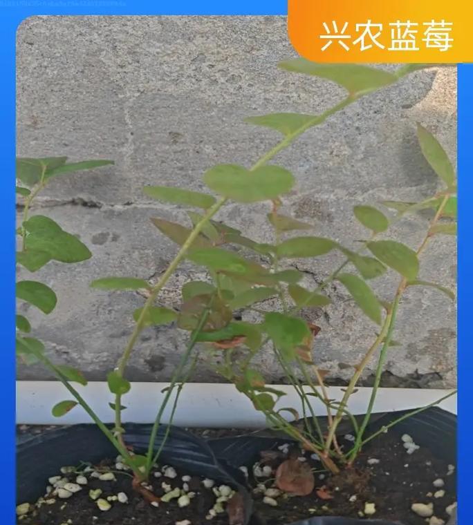蓝莓盆栽矮桩养护方法是什么？需要注意什么？