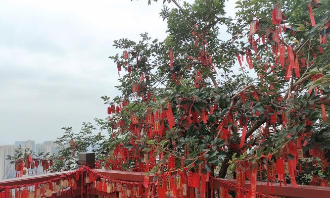 植物花卉红绳的寓意是什么？它在送礼时有何特殊含义？