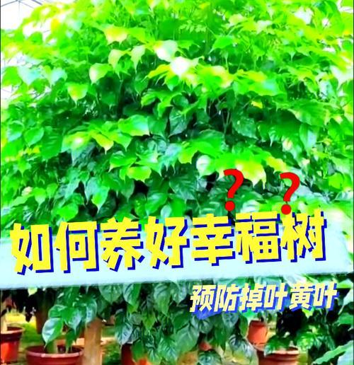 亲福树苗的正确养护方法是什么？