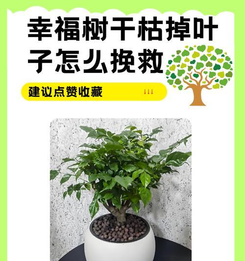 亲福树苗的正确养护方法是什么？
