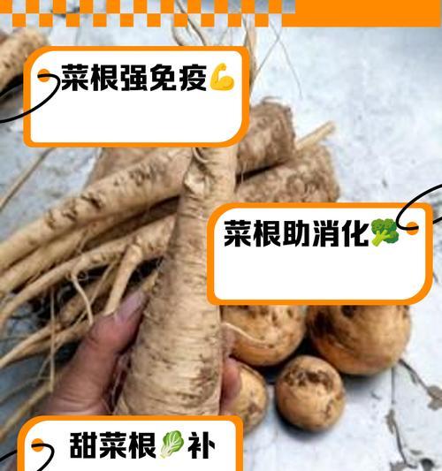 植物小菜有哪些品种？它们的营养价值如何？