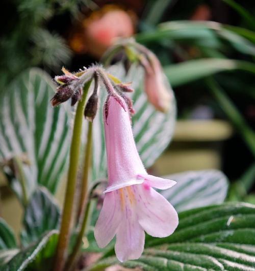 植物小菜有哪些品种？它们的营养价值如何？