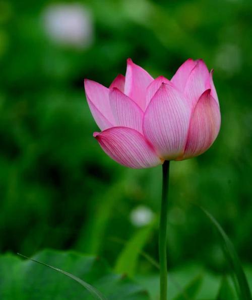 怀抱莲花在文化中代表了什么？