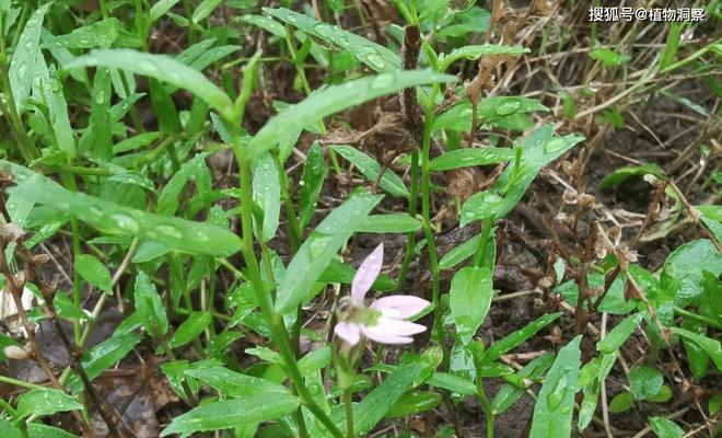 四季更替中常见植物有哪些？春夏秋冬植物的特点是什么？
