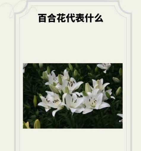 百合花的象征意义是什么？