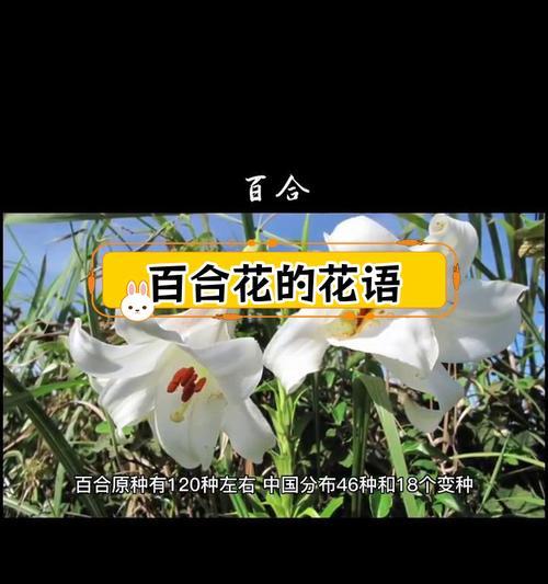 百合花的象征意义是什么？