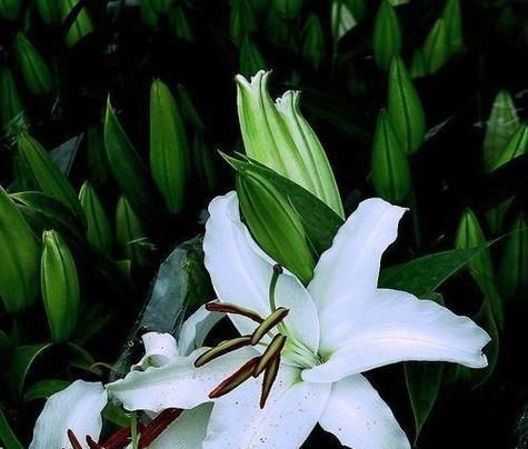 百合花的象征意义是什么？