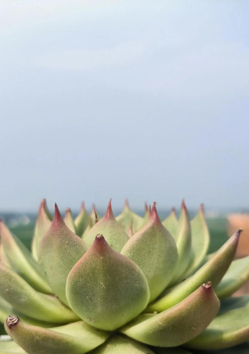 高温天气下，哪些植物支架可以有效保护植物？
